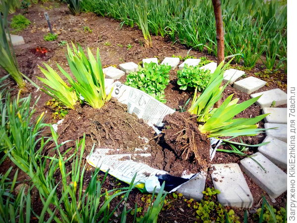 Вынужденные  переселенцы ...