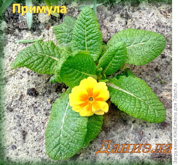 Первая (покупная)  примула,  поселившаяся в нашем саду...