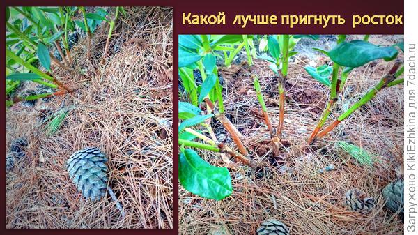 Побеги  рододендрона. Какой  выбрать   для  отводка?