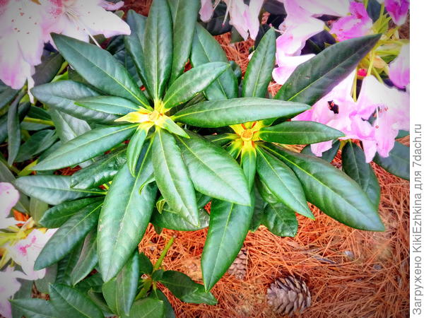 часть слегка подвядших   верхушек повыкрутила...