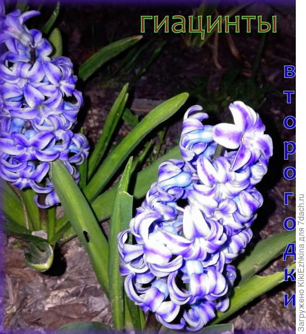 Вот  такие  поросятки  выросли на мелком  щебне!