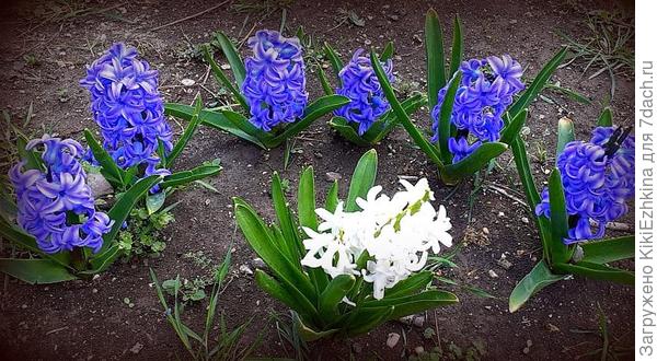 Сезон  :  ВЕСНА   2020 года