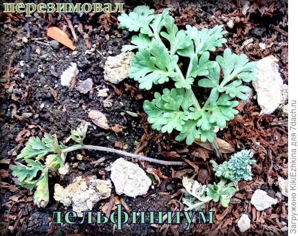 Мне  кажется, что из зимы  мой  дельфиниум  вышел каким-то заматеревшим... При осенней  пересадке был какой-то хлипенький...слабенький... теперь мне представляется- как-то укрепился...