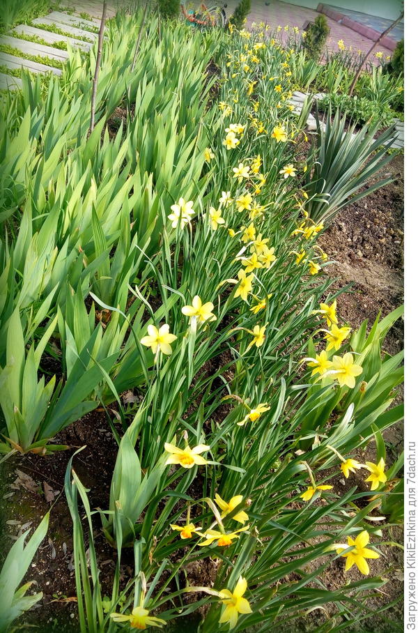 Мой огород сегодня (середина апреля)...