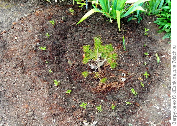 возвышенная клумба-колечко...