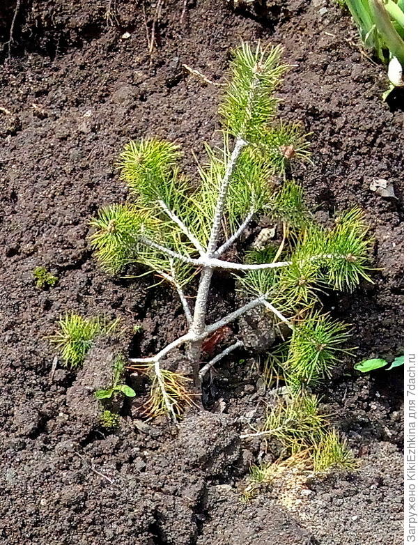 вот  она,моя  коротышка, весной уже политая яблочным уксусом слегка,  и присыпанная по периметру кроны- верховым торфом... Сегодня  планирую полить нитрофоской...