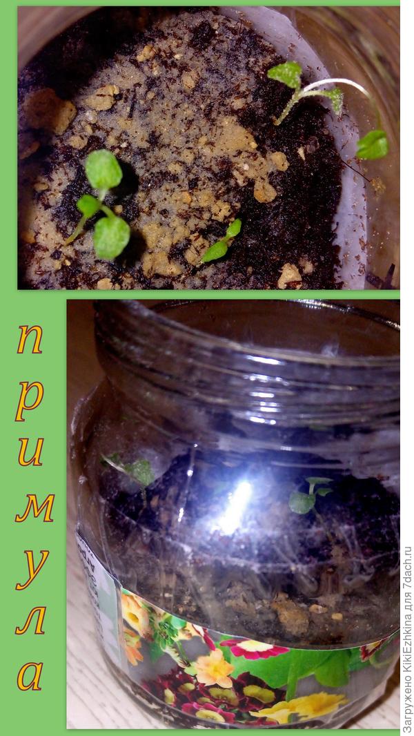 Ростки растут страшно медленно