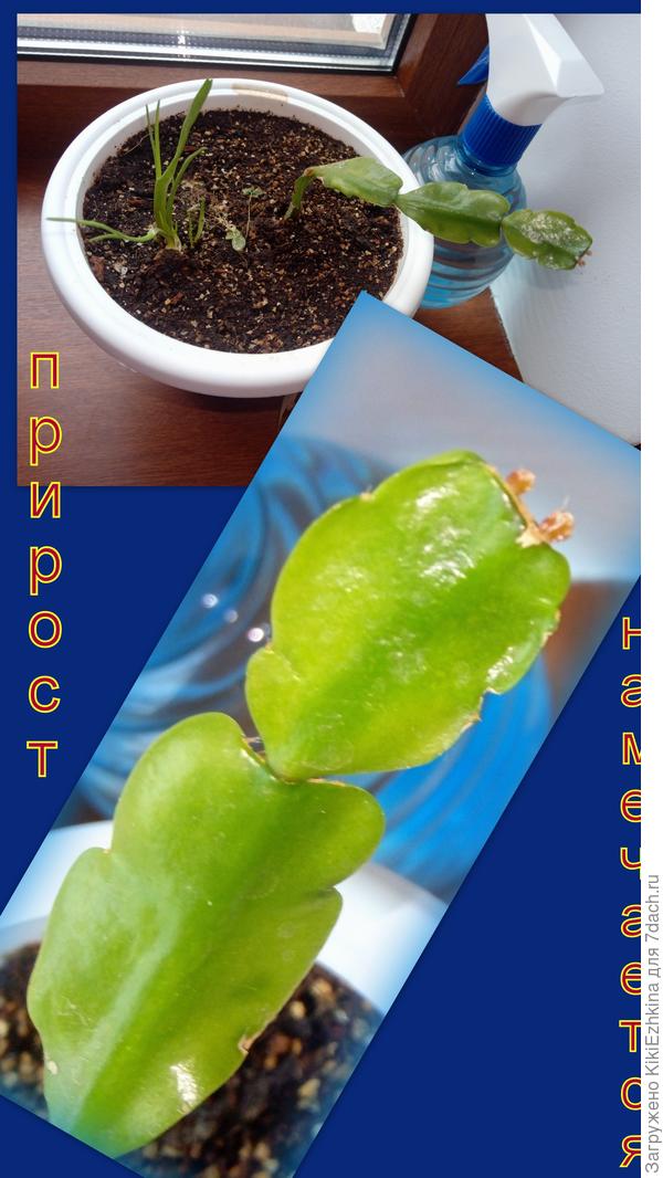 Маленькая  радость от большой надежды...