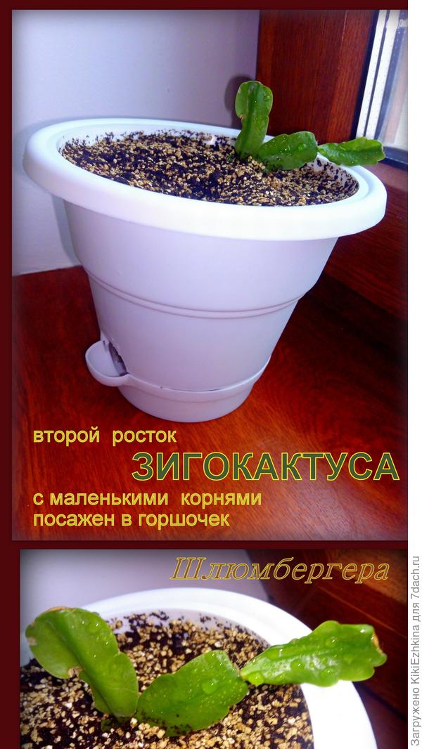 Здесь можно видеть как края  верхнего  сегмента   слегка  завернулись по направлению к  середине   листа...