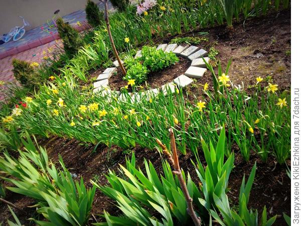 Вот эти нарциссы в старом садике сидели плотным пучком и не цвели... Я их перенесла на новое место - их было так много, что получилось три длинных полосы вдоль бордюров... Интенсивное цветение в этом году мне очень понравилось, хотя все цветы были одного сорта