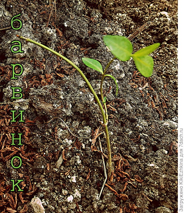 Ранней  весной  черенок  приткнула  прямо в садовую землю... По виду  ростка, похоже он собирается основательно  укорениться...