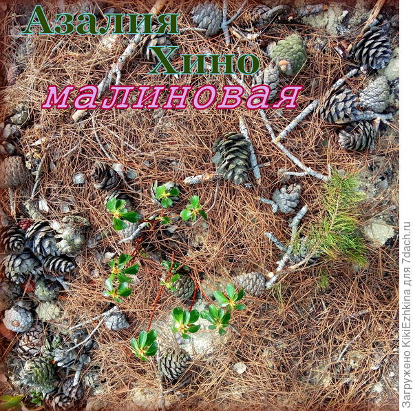 Новичок в нашем саду : Азалия Хино малиновая...