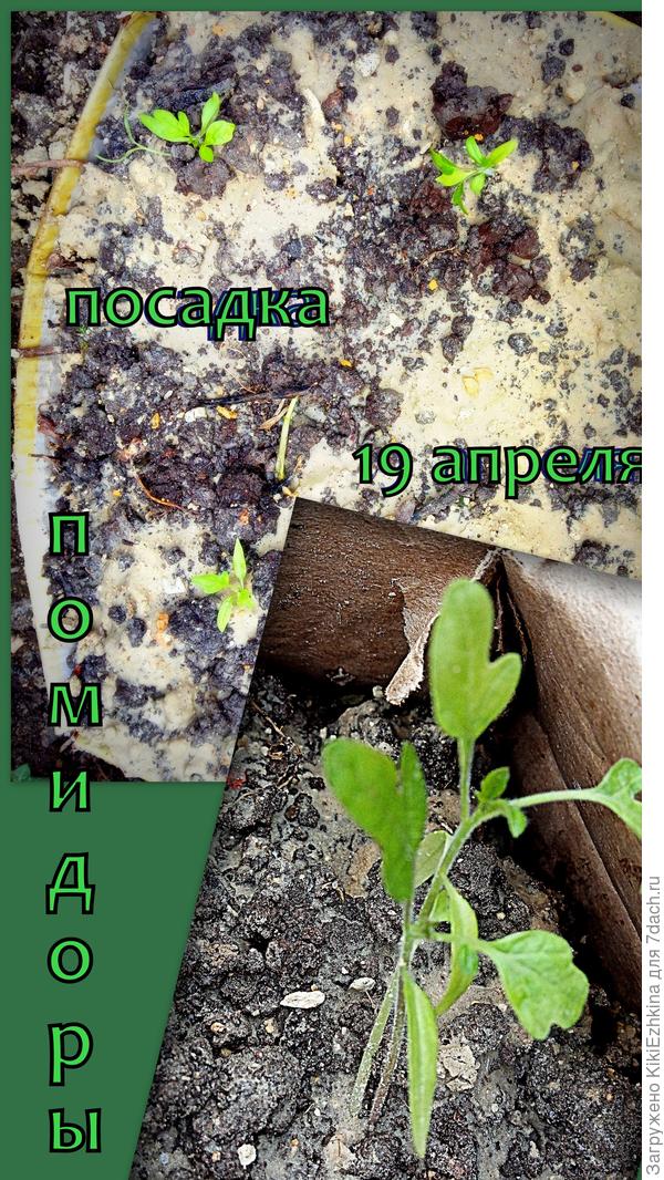 В ожидании урожая!