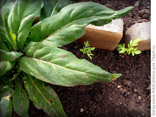 наперстянка  и бархатцы