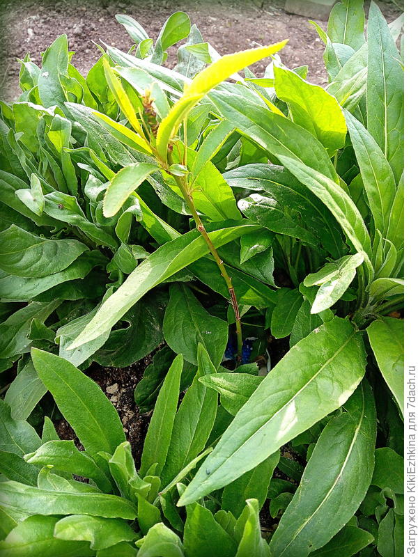 второгодки:  персик  и наперстянки