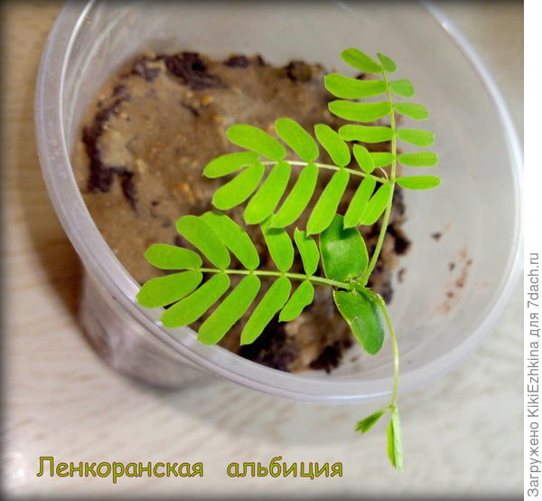 После  пересадки в первую ночь как листики сложила- я смертельно перепугалась,что она  решила  начать умирать! А к утру-листики снова открыла...Тут я  и поняла,что у неё  такие  суточные  биоритмы со складывание листиков на ночь!