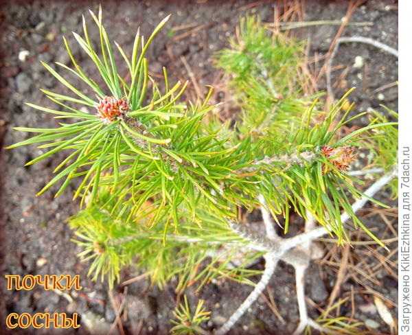 Я на  своей  сосенке  пока ещё никаких  свечек не видела... А ведь она у нас  посажена уже больше года назад!  Удивительно!