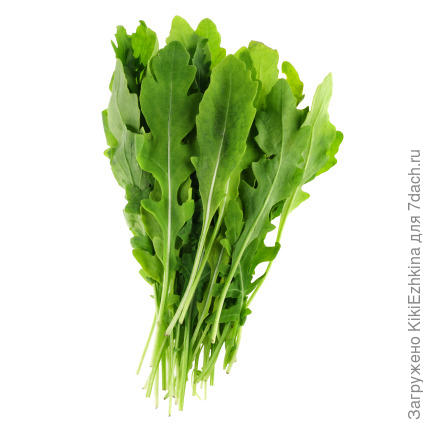 Безусловно,что они похожи на родственников,  но эти-  потолще в верхней  части листа...