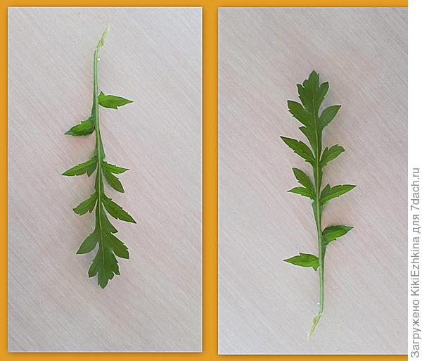 сходила,  понюхала... нет,  рукколой не пахнет...