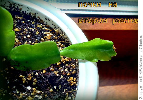 И здесь тоже  росток  пытается  проклюнуться :)