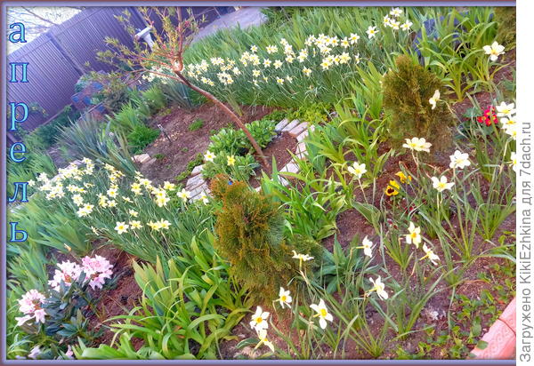 Вот  какая  плантация выросла из одного загущённого и не цветущего  пучка  нарциссов!