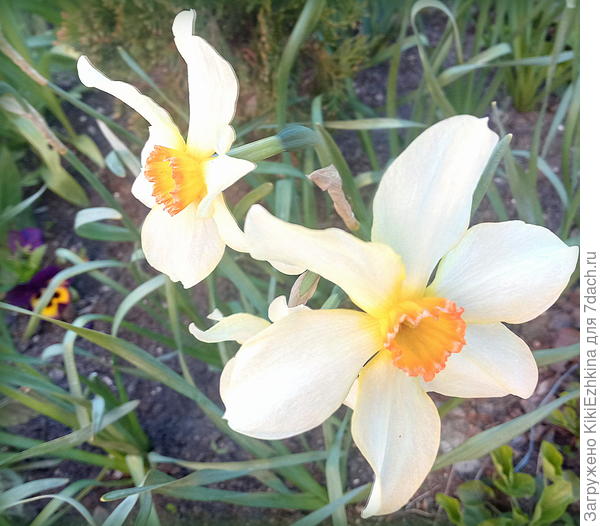 Разлёт лепестков широкий!  Высота стебля огромная! Хотя  сорт - простейший...