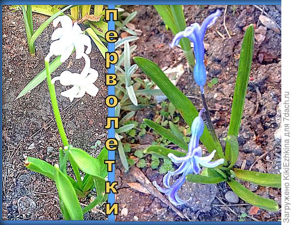 Гиацинты из маленьких деток...