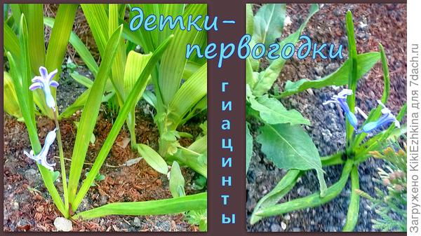 размер  луковиц был вроде горошины нута, только  плоские...