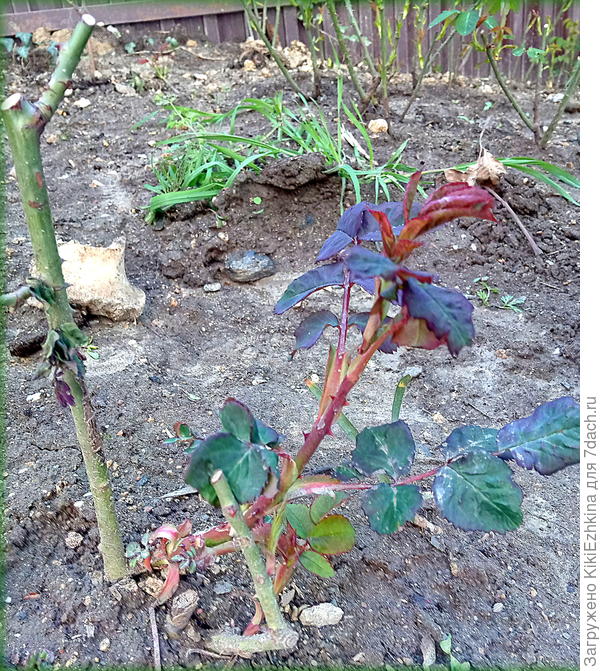 Кажется я  правильно произвела обрезку?