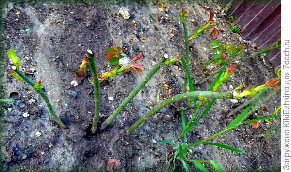 Как  полагаете- по  количеству  отростков- можно судить о правильности обрезки?