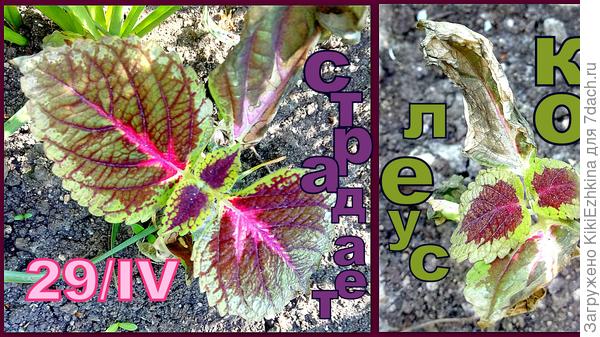 Присохшие  побитые   прохладным  ночным воздухом   самы  красивые  листики моего колеуса!  Надеюсь хоть корни сохранятся и  от них пойдёт новая  листва!