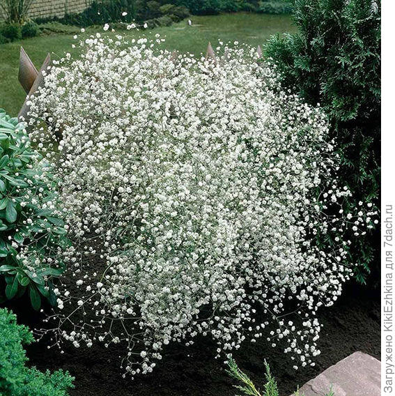 Вероятно высоту куста  можно  корректировать...