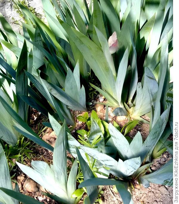 Такие цветы  КОТА  не испугаются...  А между ними можно посеять любые  летники...