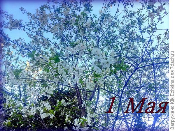 Вот  наконец-то  у нас  цветёт вишня  в  полную силу!