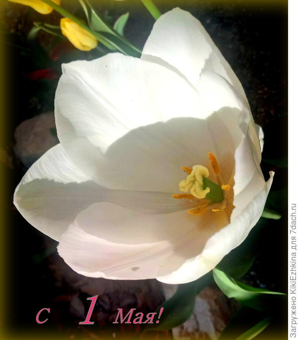 Тюльпаны  и  гиацинты в этом году мне доказали-  какое  благотворное   влияние на их рост и развитие оказывает мелкий щебень на  донце   посадочного стакана! Размеры  наросли  богатырские!  Глаз радует!