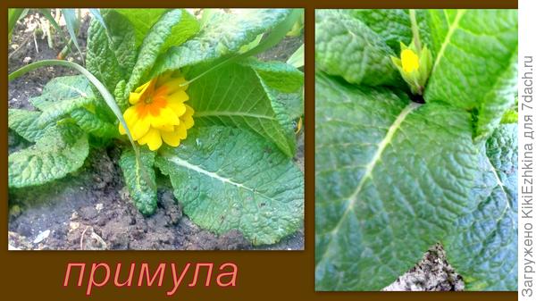 сжатые листики, мелко-бугристая  поверхность