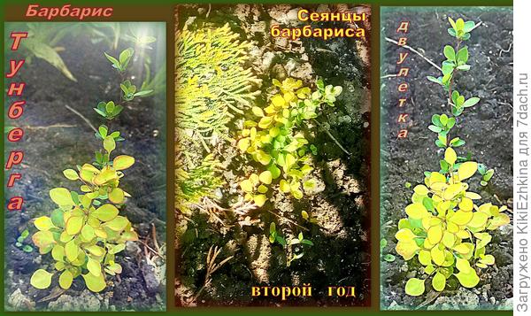 Сеянцу второго года жизни- росту в пределах 20 см...