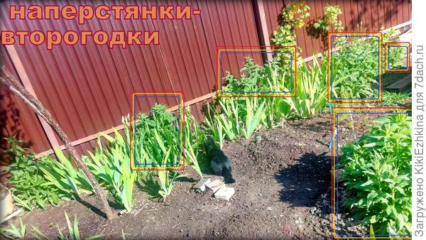мои наперстянки приживаются ВСЕ после пересадки!