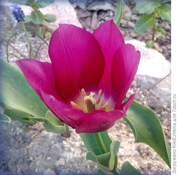 Вот такой  несколько грустноватый  цвет  тюльпанов развели мы   в своём саду! Правда их у меня не  много!