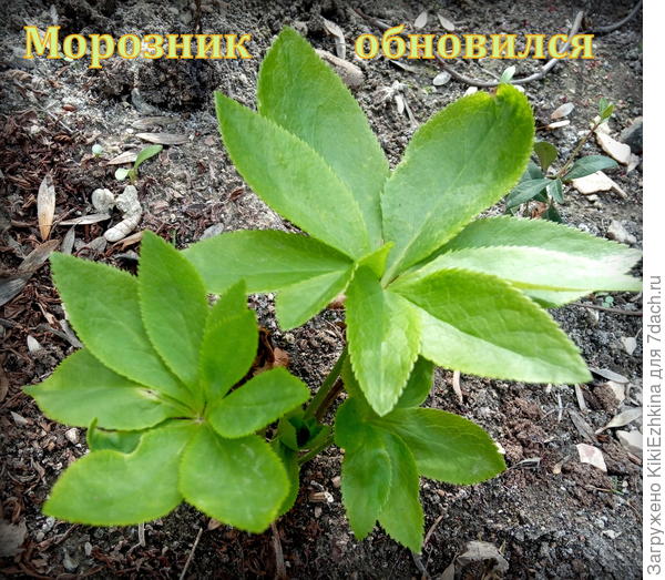 При покупке  мне поясняли,что должен быть розовый... Но  - пока  НЕВЕДОМА   зверушка...