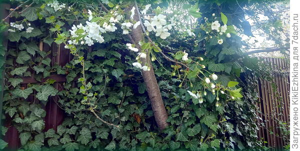 у моего ,кажется  носик  и передние лучи  поострее?