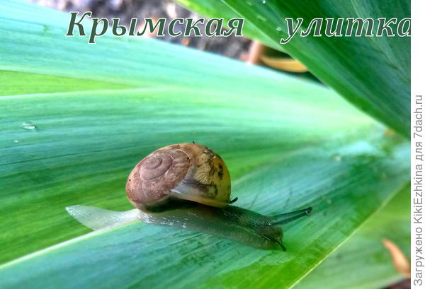 В этом году успела разложить  крышки с гранулами &quot;ГРОЗА&quot;,  заметила   в этих местах  скопище улиток и их гибель в том же месте!