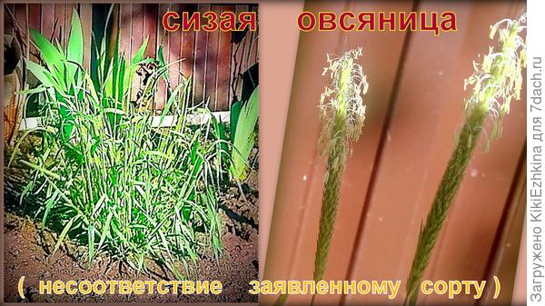 Окончательное разоблачение  так называемой  овсяницы...