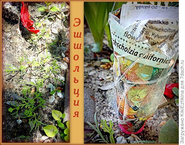 Теперь снова нужно ждать: какого цвета вырастут цветочки ?