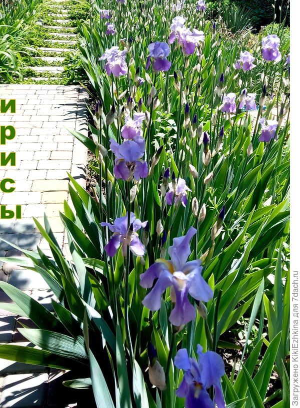 Старые ирисы на новом месте: в нижнем саду... Готовятся к массовому цветению...