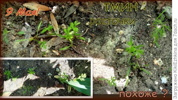 Новый тмин на старом месте после прошлогоднего укропа... Ростки различить можно?