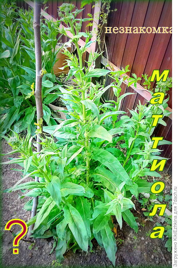 Куда зачислим такую форму растения?