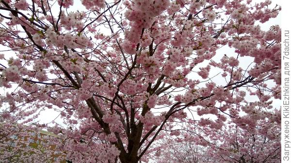 нашла старую фотографию... Тоже восхищались такой красотой- каждый май месяц...