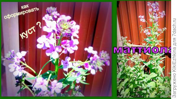 В какие  сроки  стоит прищипывать и каким способом?