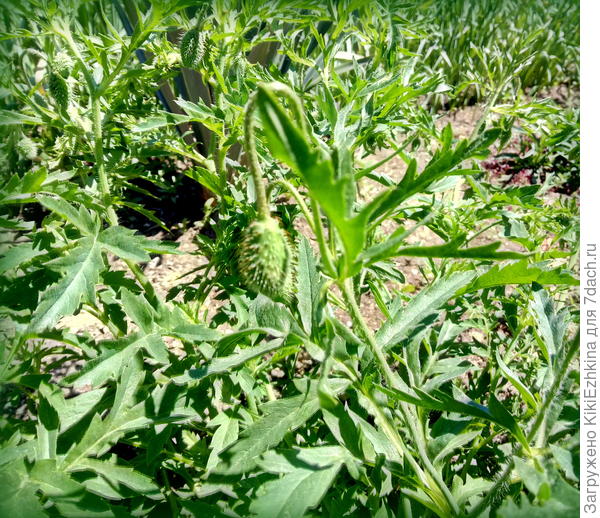 Какой-то мак?